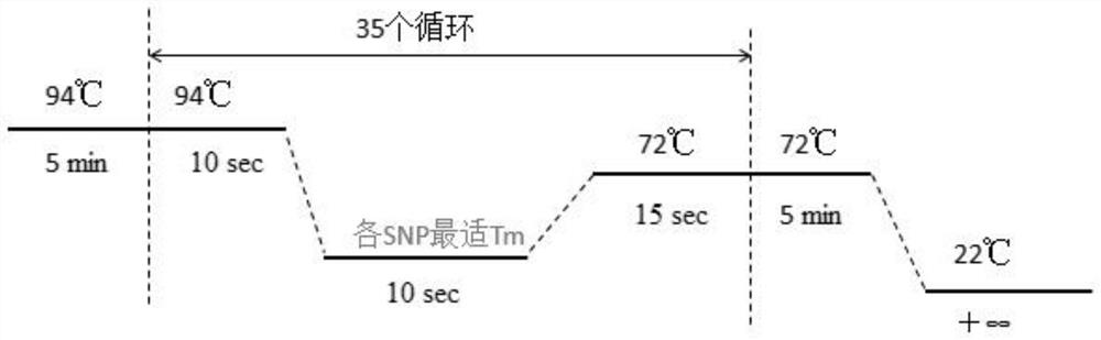 SNP (Single Nucleotide Polymorphism) sites related to coronary heart disease and application thereof