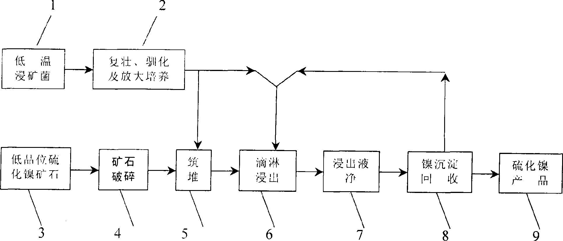 An strain of low temperature leaching-ore bacteria and process for using the same for low temperature heap leaching of nickel sulfide ore