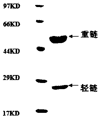 Novel anti-vegfr2 monoclonal antibody and its preparation and application