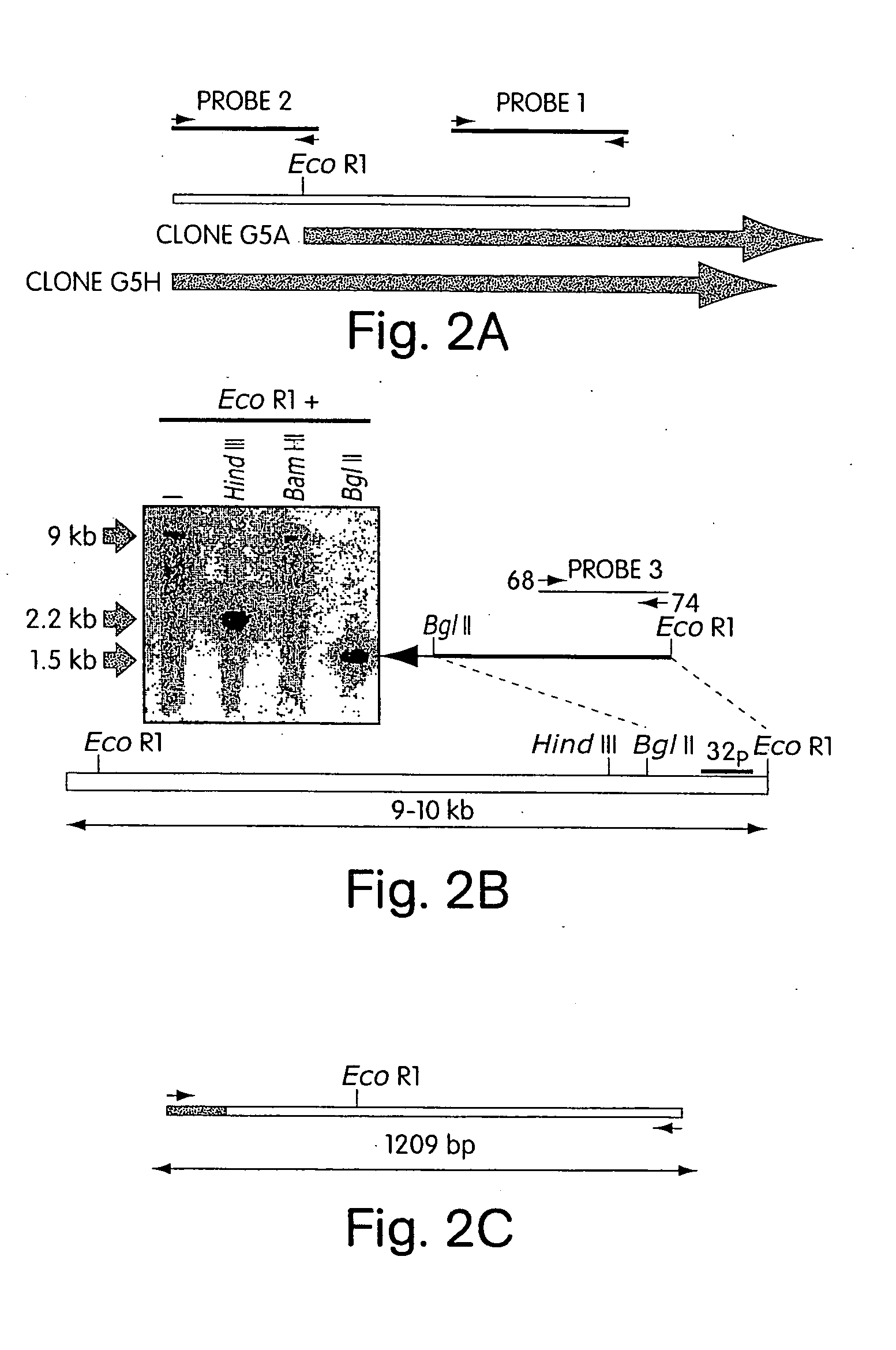 Delta 4,5 glycuronidase and methods of analyzing therewith