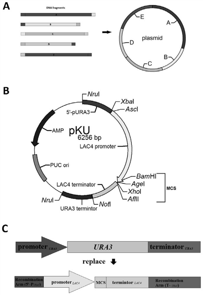 Expression vector based on URA3 gene and construction method thereof