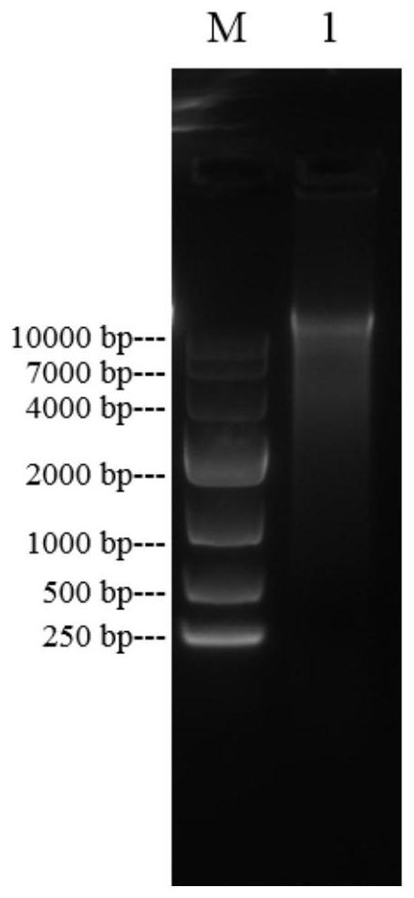 Expression vector based on URA3 gene and construction method thereof