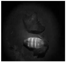 Construction method of larimichthys polyactis growth hormone bioreactor silkworm strain