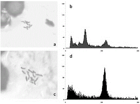 Method for obtaining cucumber regenerated plantlet by inducing gynogenesis by virtue of culture of unfertilized ovules