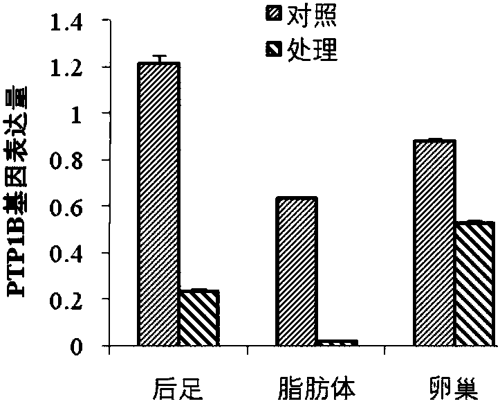 Protein tyrosine phosphatase PTP1B of Locusta migratoria and encoding gene and application thereof