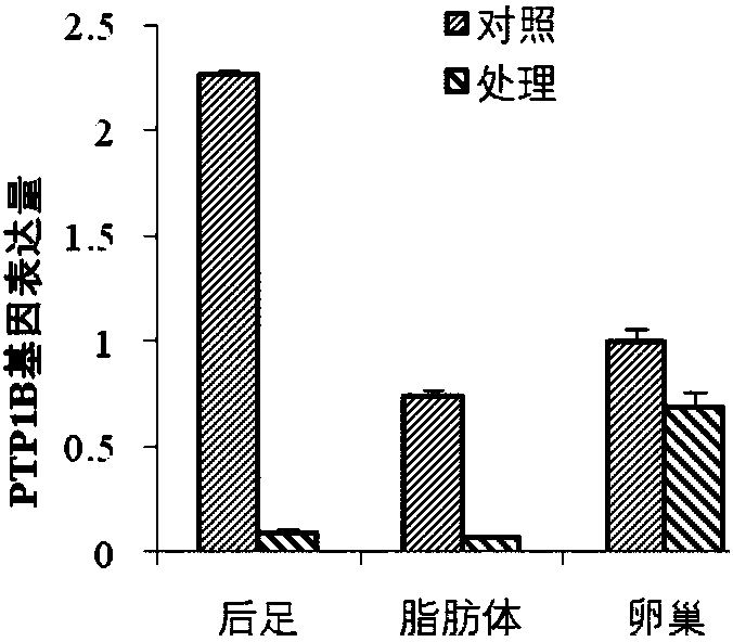 Protein tyrosine phosphatase PTP1B of Locusta migratoria and encoding gene and application thereof