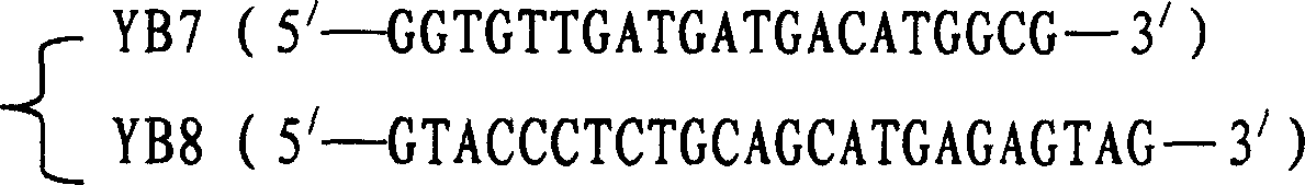 Primer design method of multiple PCR for discriminating vaccine of tubercle branch bacillus