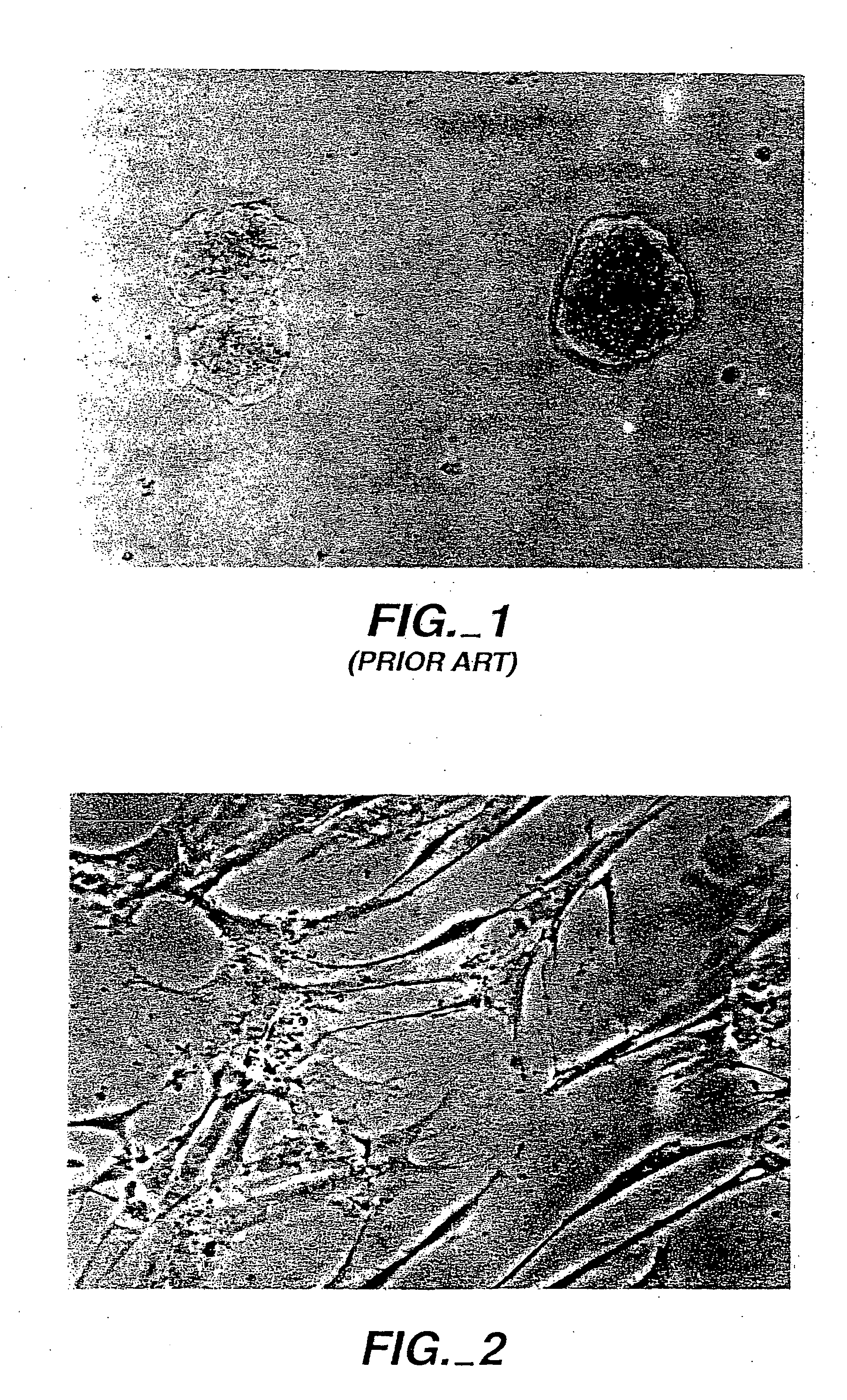 Synthetic compounds and compositions with enhanced cell binding