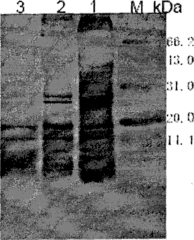 Musca domestic pupae natural antimicrobial peptide products and preparation method and use thereof