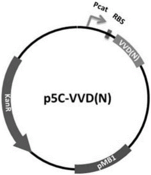 Induced T7 RNA (ribonucleic acid) polymerase