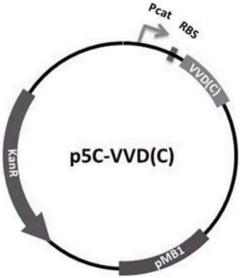 Induced T7 RNA (ribonucleic acid) polymerase