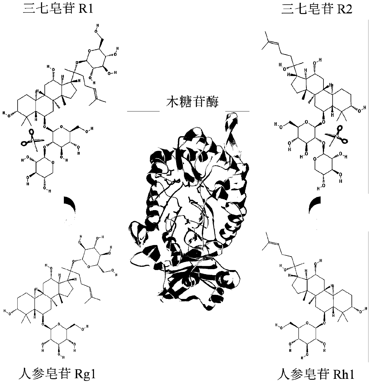 Xylosidase mutant capable of transforming notoginsenoside R1 into ginsenoside Rg1