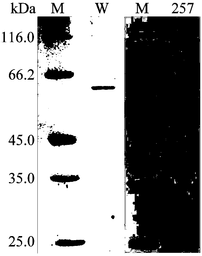 Xylosidase mutant capable of transforming notoginsenoside R1 into ginsenoside Rg1