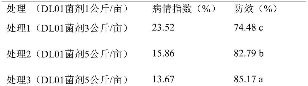 Brevibacillus brevis for controlling root knot nematode and application of brevibacillus brevis