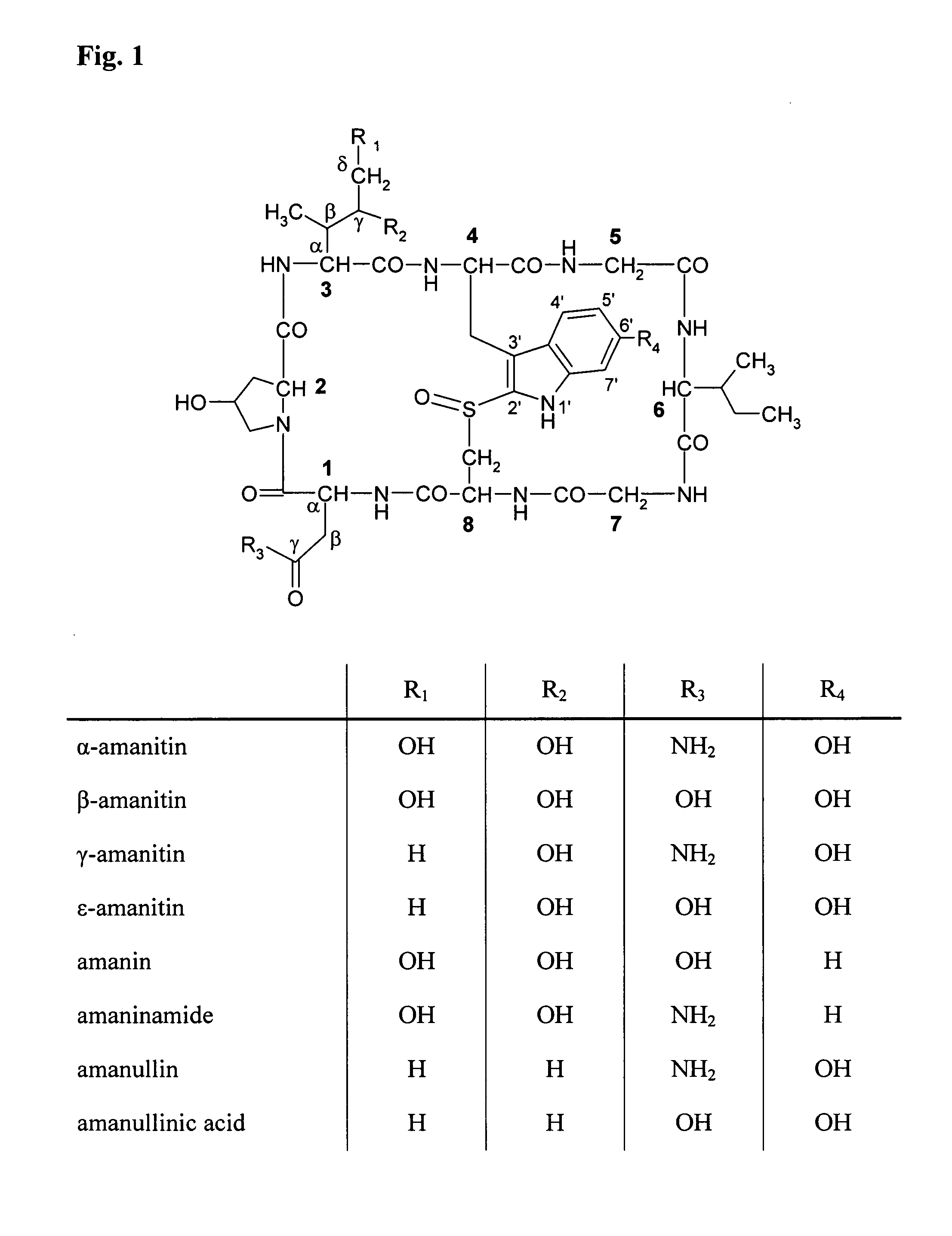 Amatoxin-Armed Therapeutic Cell Surface Binding Components Designed for Tumour Therapy