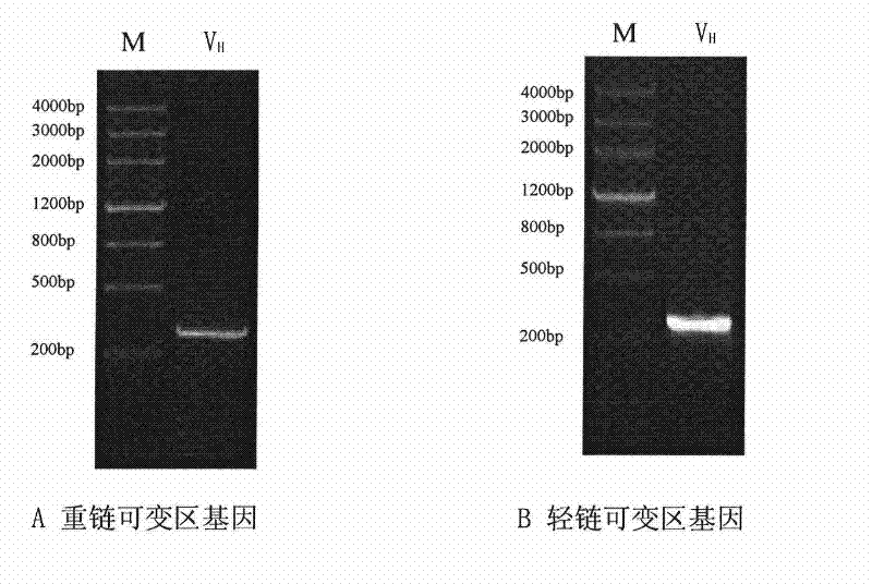 Novel targeted fusion protein with anti-inflammatory action and use thereof