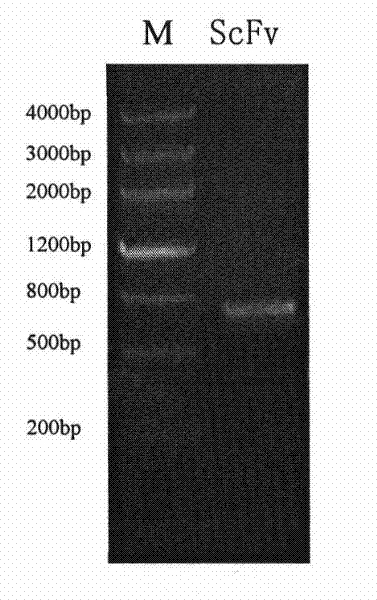 Novel targeted fusion protein with anti-inflammatory action and use thereof