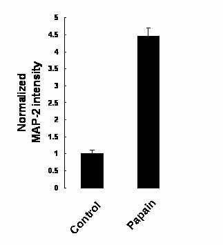 Mechanical separation method of neurons of adult mice