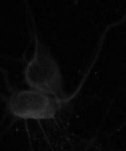 Mechanical separation method of neurons of adult mice