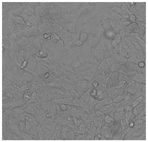 A method for isolating and cultivating porcine pseudorabies virus