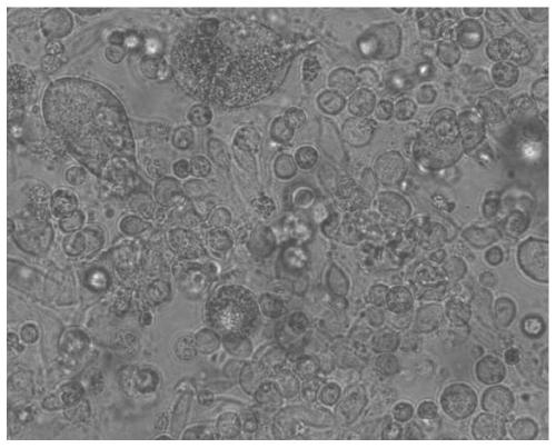 A method for isolating and cultivating porcine pseudorabies virus