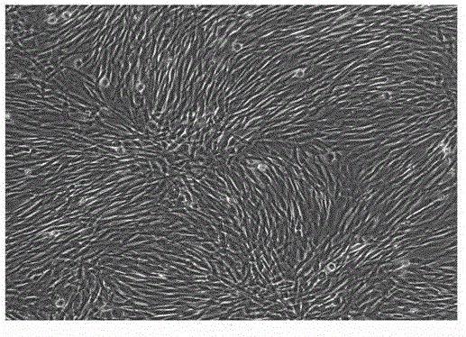 A method for efficiently isolating umbilical cord mesenchymal stem cells