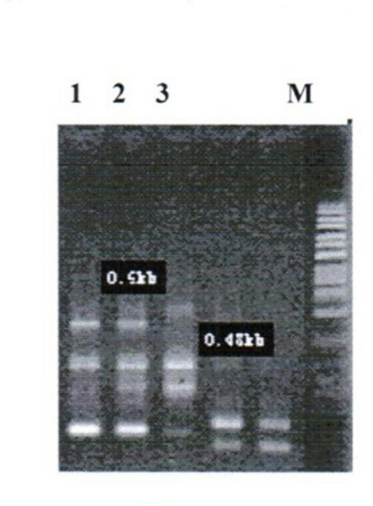 Method for indentifying purity of oil sunflower Kangdi No.6 and No.7 varieties