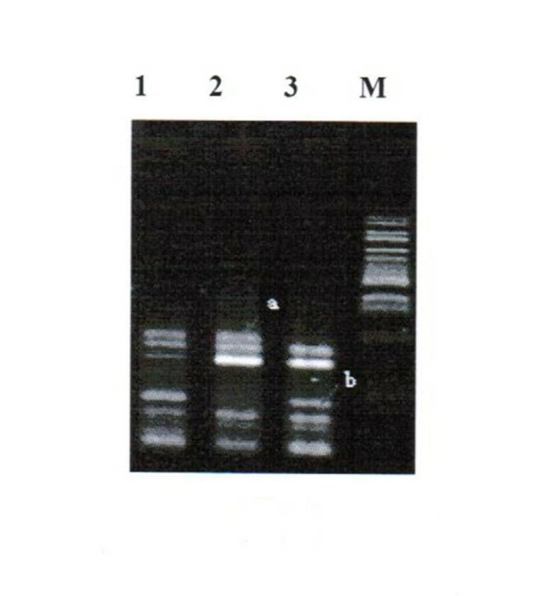 Method for indentifying purity of oil sunflower Kangdi No.6 and No.7 varieties