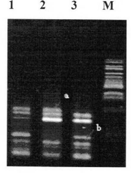 Method for indentifying purity of oil sunflower Kangdi No.6 and No.7 varieties