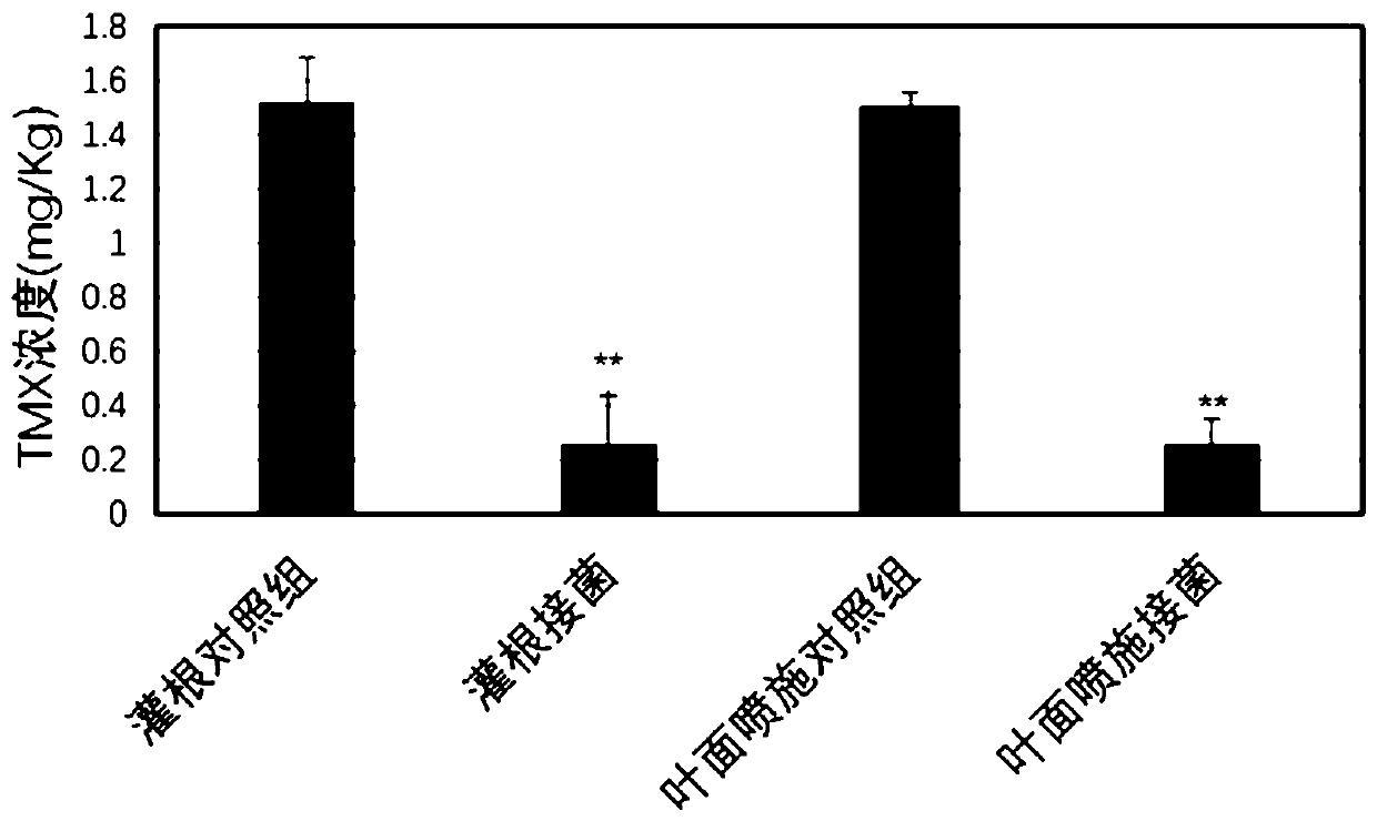 Enterobacter cloacae and application thereof in degradation of thiamethoxam