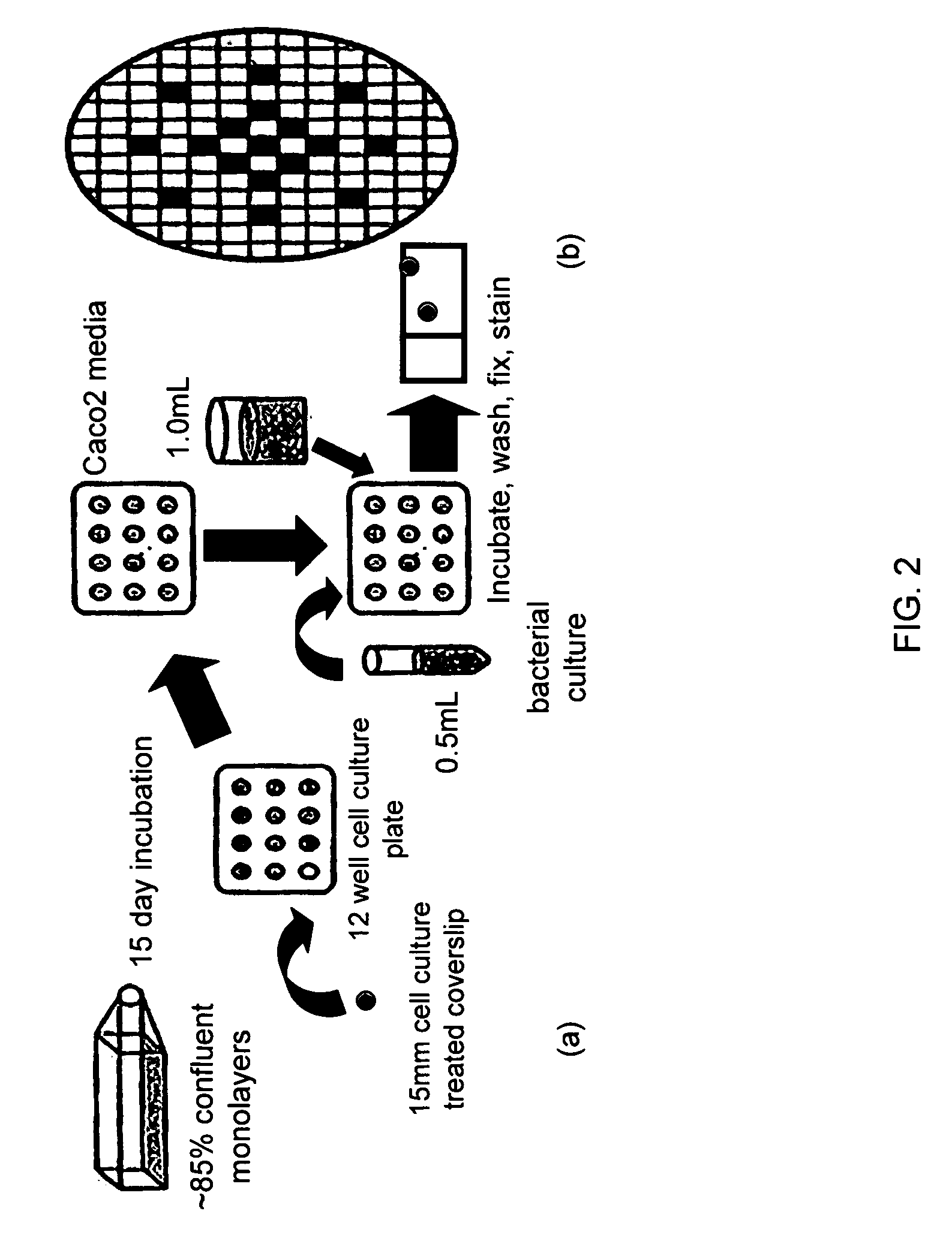 Methods and compositions to modulate adhesion and stress tolerance in bacteria