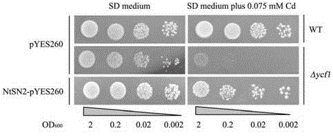 New application of tobacco Snakin2 gene