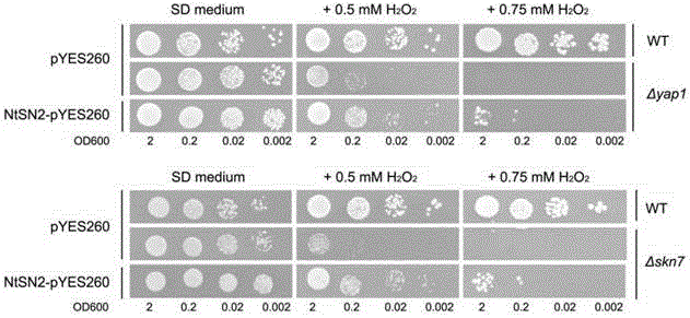 New application of tobacco Snakin2 gene