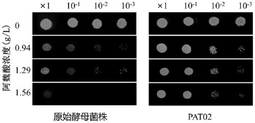 Saccharomyces cerevisiae strain enduring ferulic acid and application of saccharomyces cerevisiae