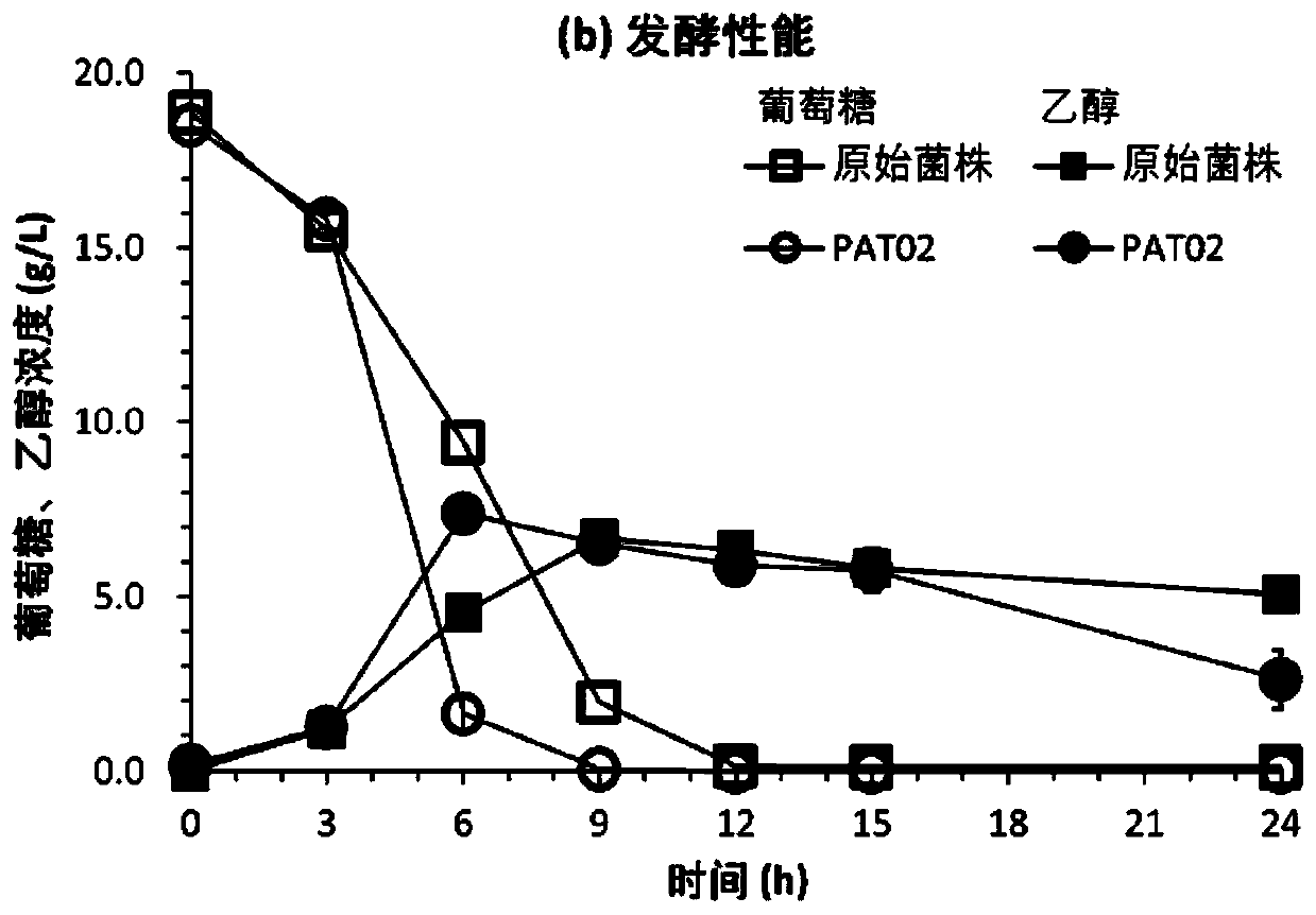 Saccharomyces cerevisiae strain enduring ferulic acid and application of saccharomyces cerevisiae