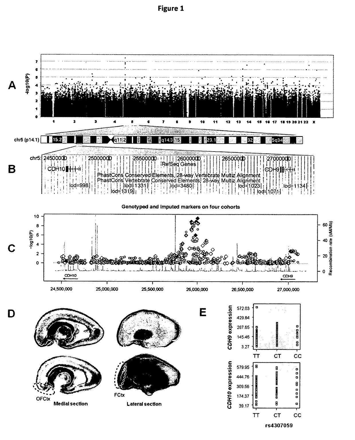 Genetic alterations associated with autism and the autistic phenotype and methods of use thereof for the diagnosis and treatment of autism