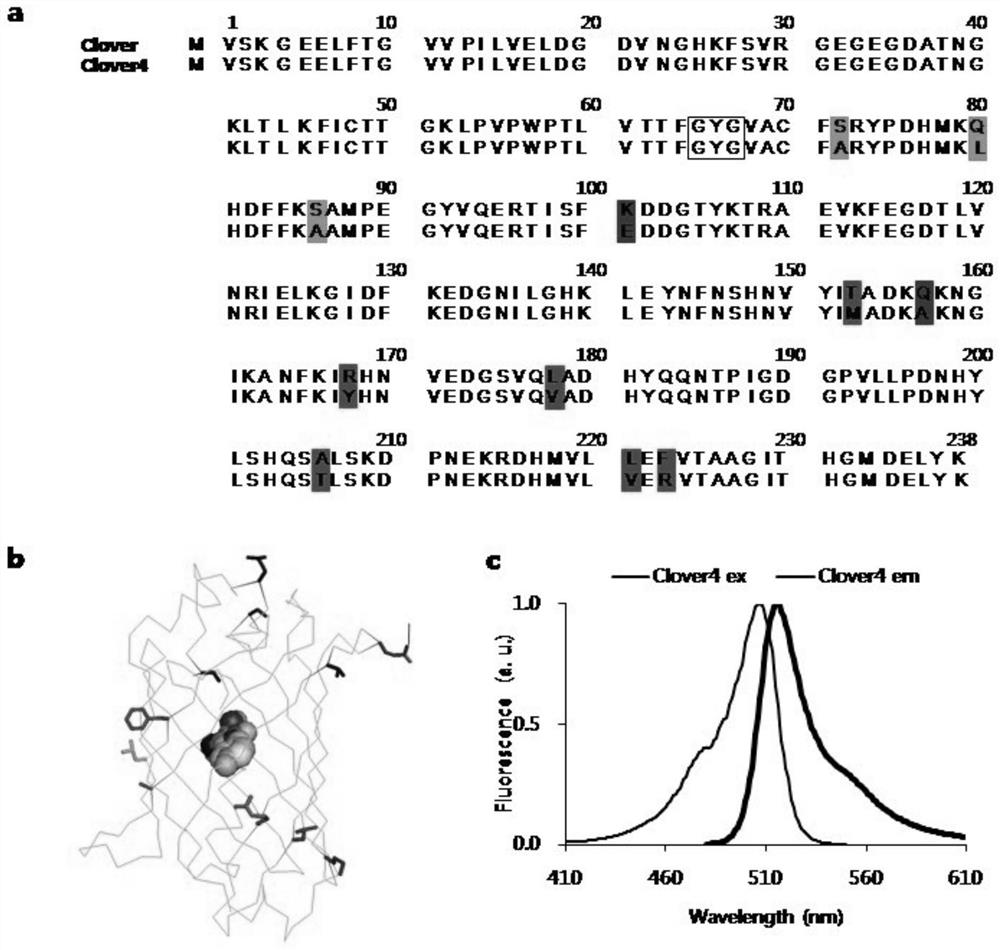 Green fluorescent protein Clover4, probe derived from green fluorescent protein Clover4 and based on bioluminescence resonance energy transfer and application of green fluorescent protein Clover4