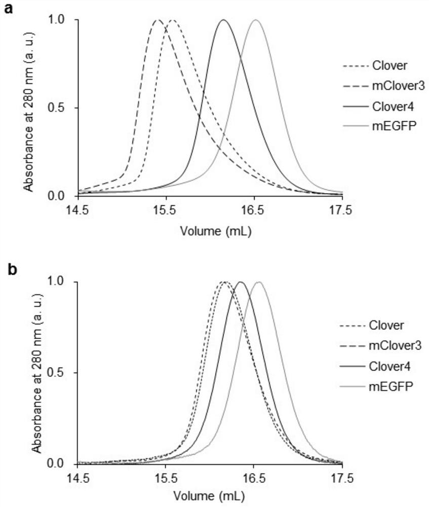 Green fluorescent protein Clover4, probe derived from green fluorescent protein Clover4 and based on bioluminescence resonance energy transfer and application of green fluorescent protein Clover4