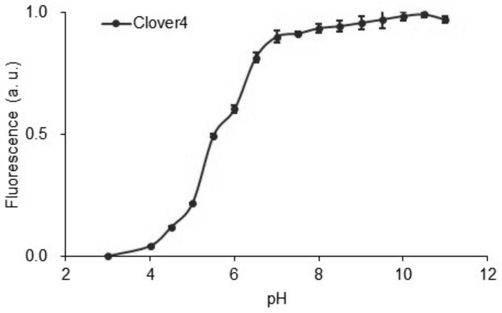 Green fluorescent protein Clover4, probe derived from green fluorescent protein Clover4 and based on bioluminescence resonance energy transfer and application of green fluorescent protein Clover4