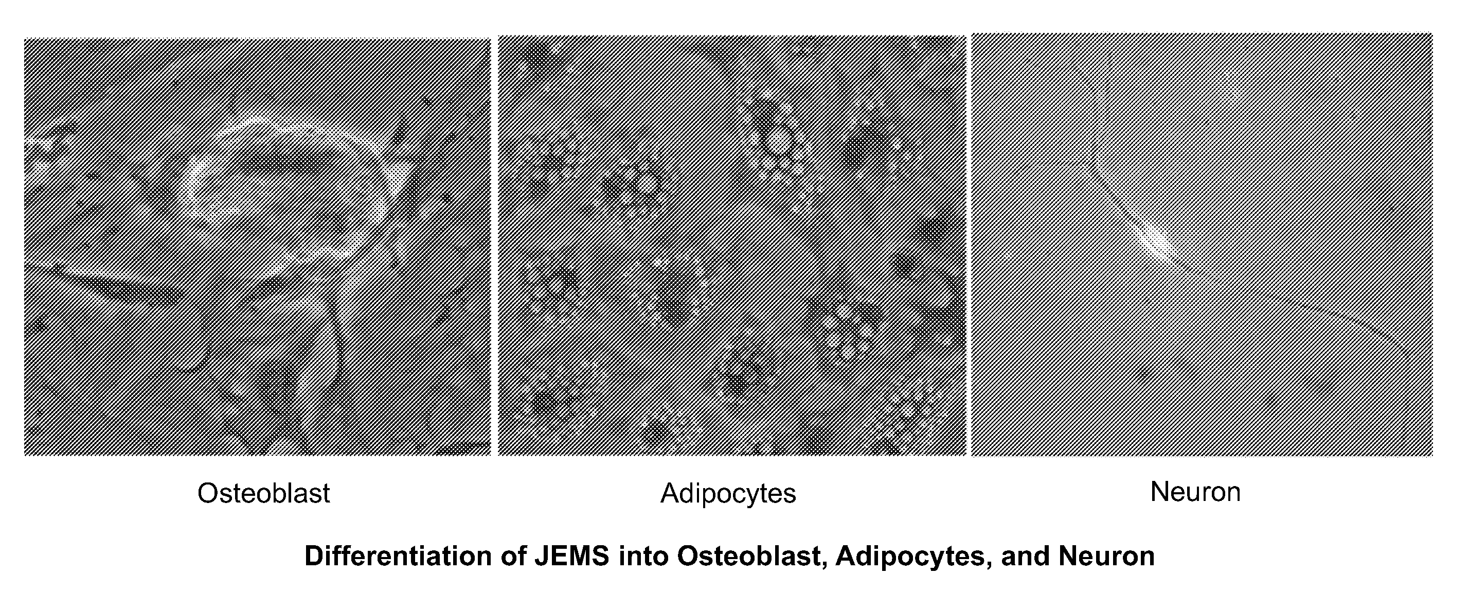 Multipotent stem cells and uses thereof