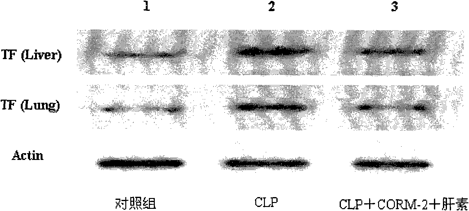 Application of carbon monoxide-releasing molecules and heparin in preparing medicament for treating sepsis