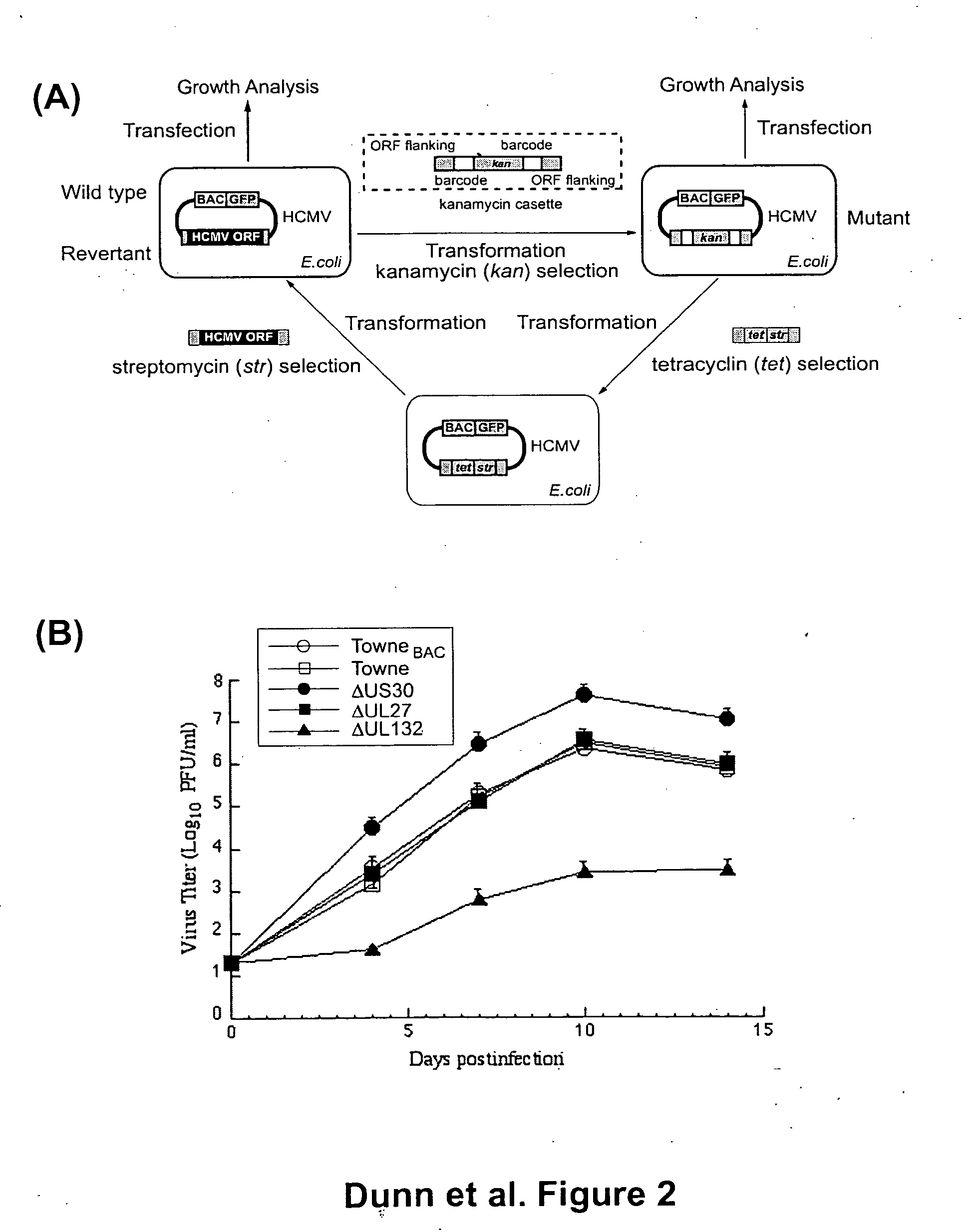 Cytomegalovirus gene function and methods for developing antivirals, anti-CMV vaccines, and CMV-based vectors