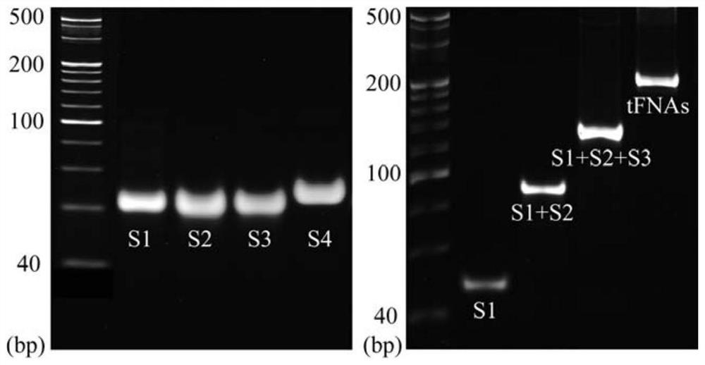 A kind of dna tetrahedron-resveratrol complex and its preparation method and use