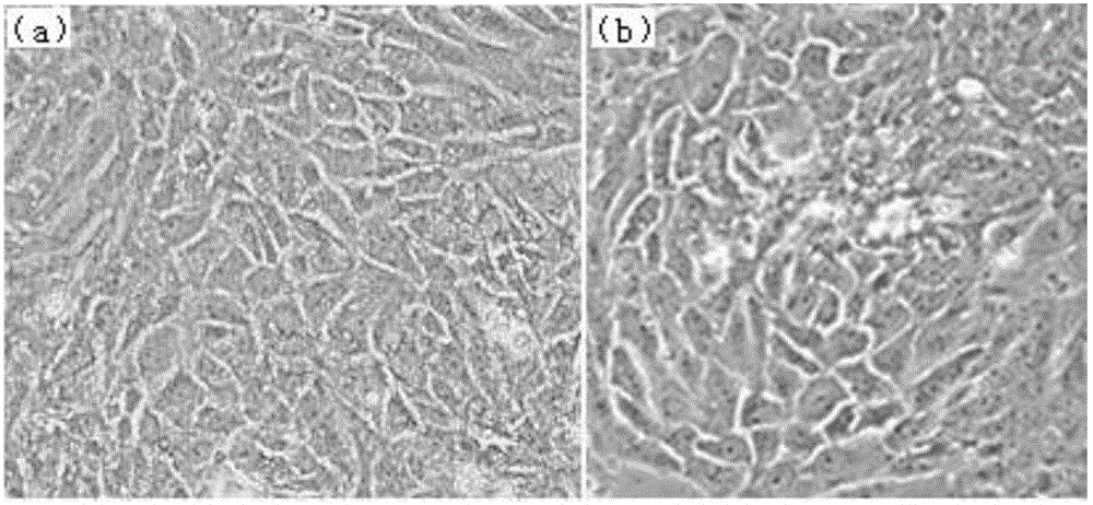 Laying hen oviduct ampulla epithelial cell culture and oxidative stress model establishment method