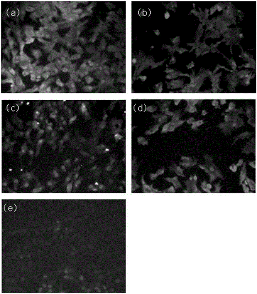 Laying hen oviduct ampulla epithelial cell culture and oxidative stress model establishment method