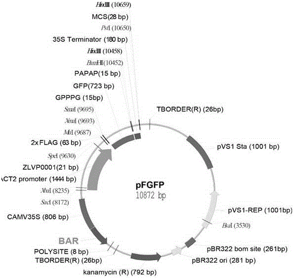 Application of casein kinase PPK related to growth and development of plants