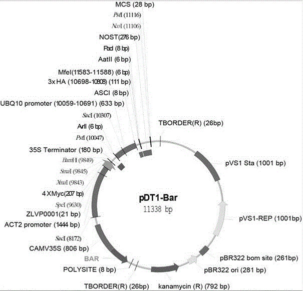 Application of casein kinase PPK related to growth and development of plants