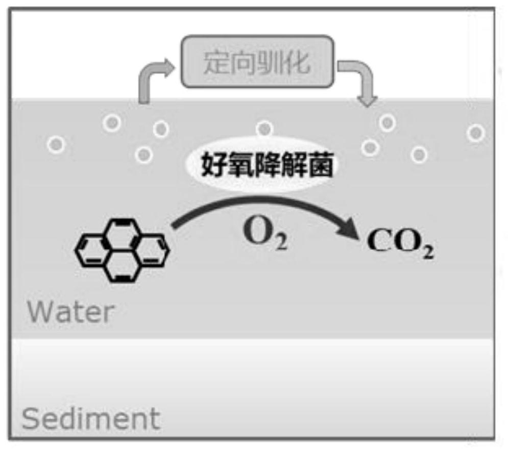 An ecological restoration method of urban rivers and lakes based on the new restoration model of "mud first and water later"