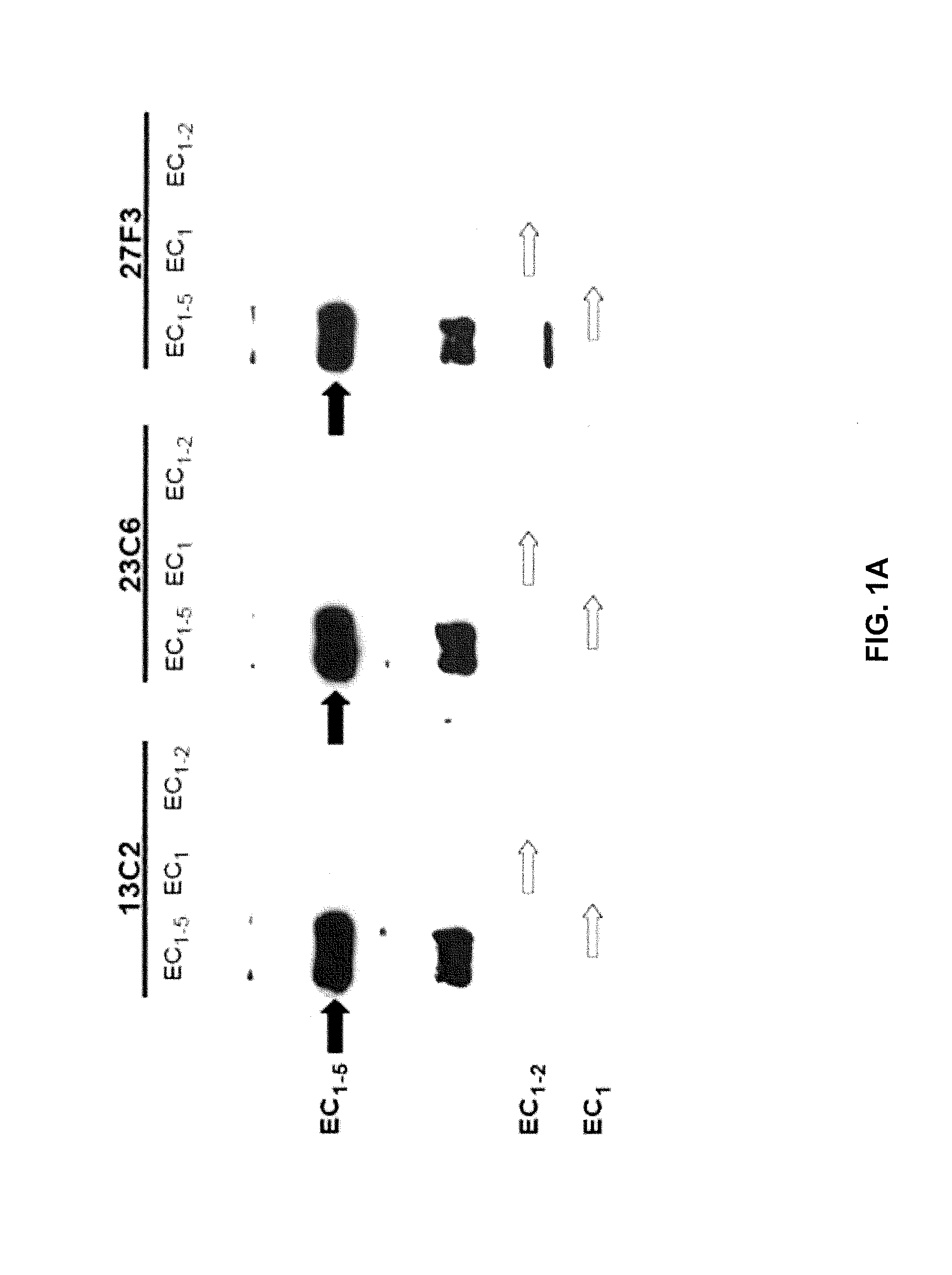 Humanized antibodies targeting the ec1 domain of cadherin-11 and related compositions and methods