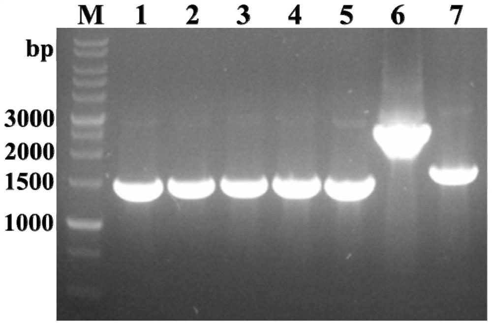 Aldehyde dehydrogenase and its gene, construction of recombinant bacteria and its application in the synthesis of furan carboxylic acid